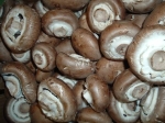 CU mushrooms